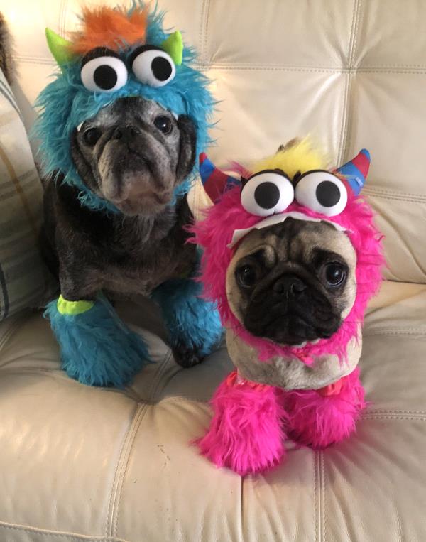 /images/uploads/pug nation rescue of los angeles/pugnation2020/entries/11225thumb.jpg